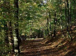 Waldweg © Fiebig